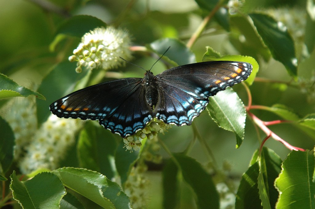 153 2010-05104637 Cape May Point State Park, NJ.JPG - Red-spotted Purple Butterfly (Limenitis arthemis astyanax). Cape May Point State Park, NJ, 5-10-2010